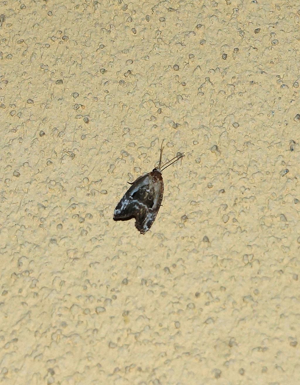 Acleris variegana?  No, Elaphria venustula - Noctuidae